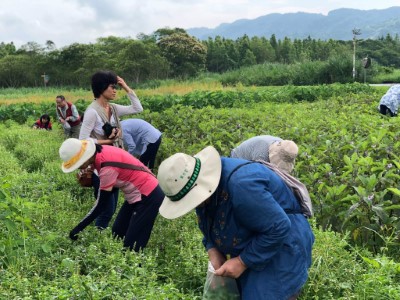 花蓮處社區伙伴及志工們在大農大富平森園區之可食地景區享受拔菜樂趣 (2)